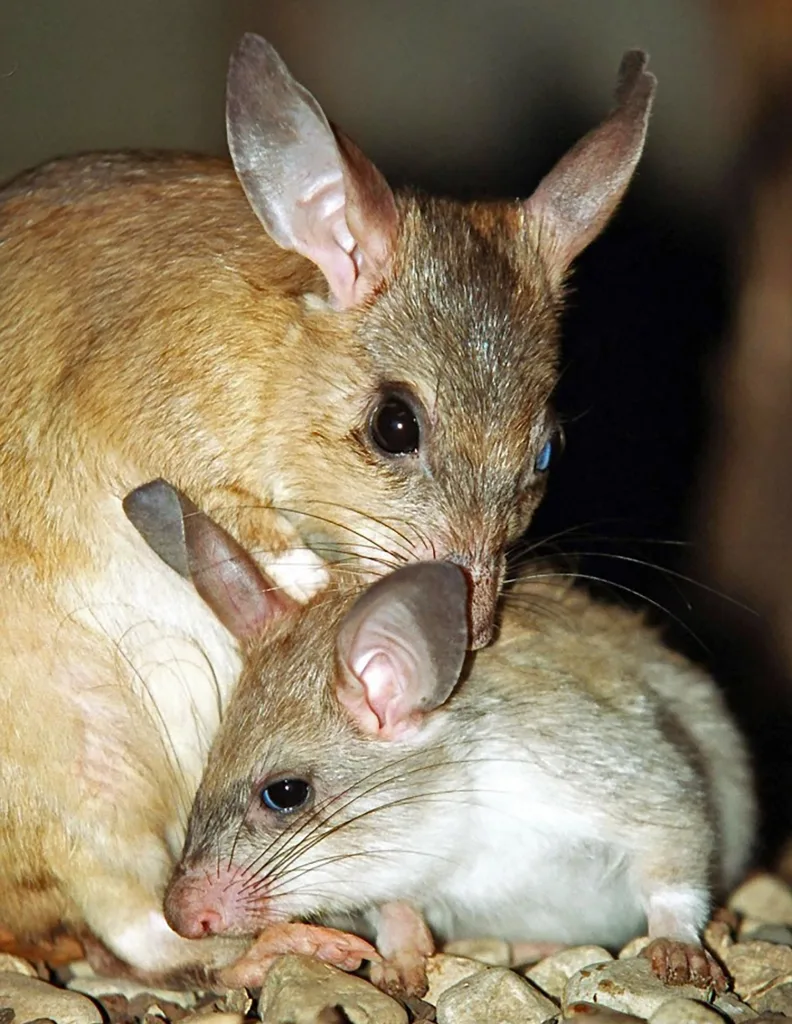 Two small brown rodents with large ears on a rocky surface; one looks toward the camera.