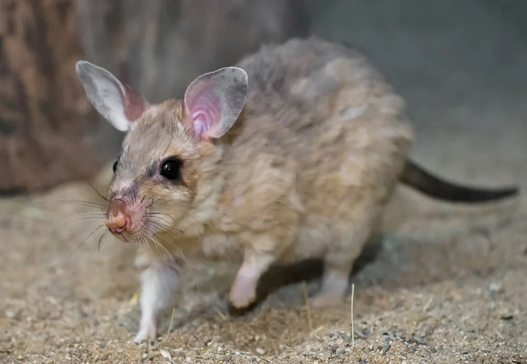 Small furry rodent with large ears on a dirt surface, looking toward the camera.