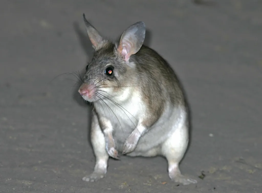 Rodent standing on hind legs on a sandy surface, facing left, with large ears and long whiskers.