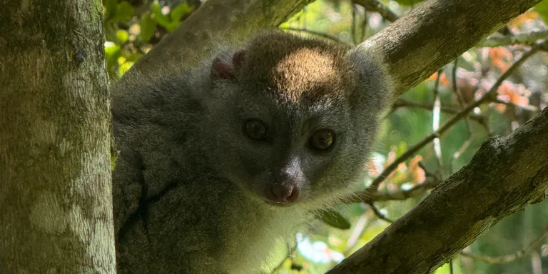 Close-up of a young macaque peering through tree branches, dark fur and brown eyes visible
